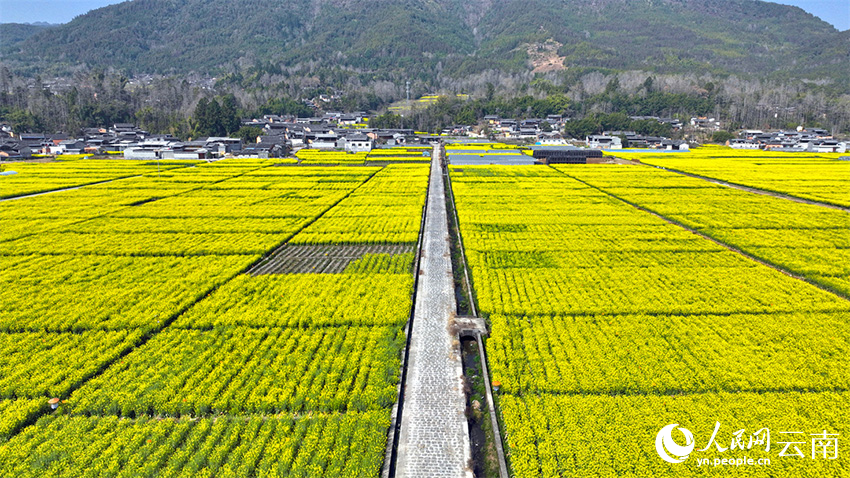 腾冲市界头镇油菜花美景。刘正凡摄