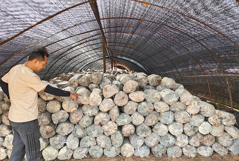 云南景谷：菌菇产业成为农民增收“生力军”-奇享网