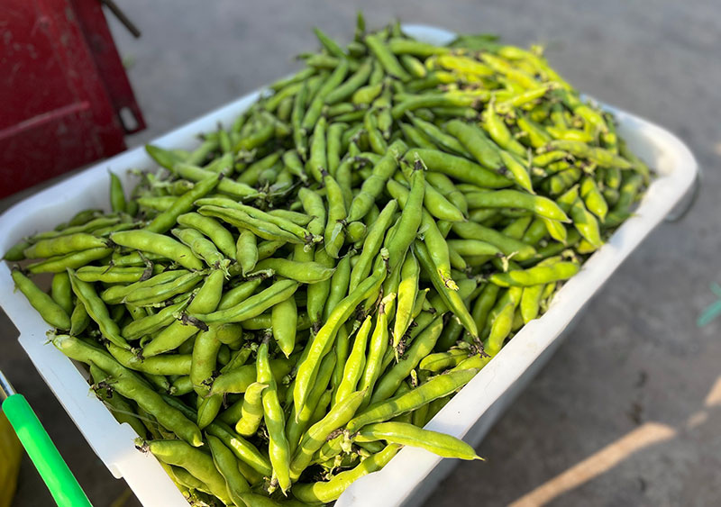 颗粒饱满的豆子。沈晓庆摄
