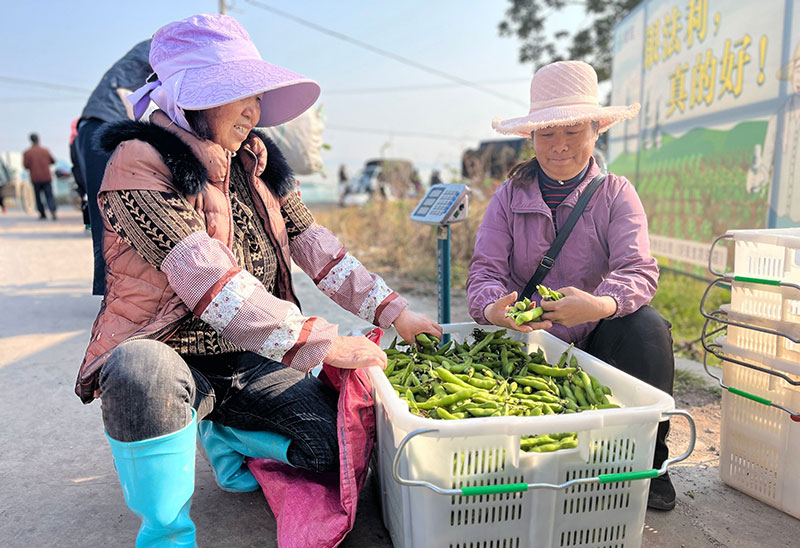 群众正在交售青蚕豆。陆泓伊摄