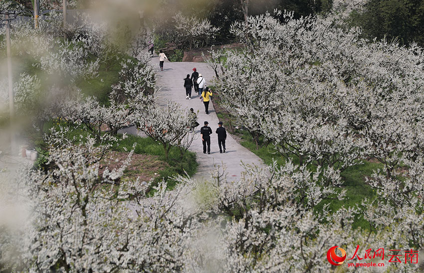 云南绥江李子花迎春开放。 张广玉摄