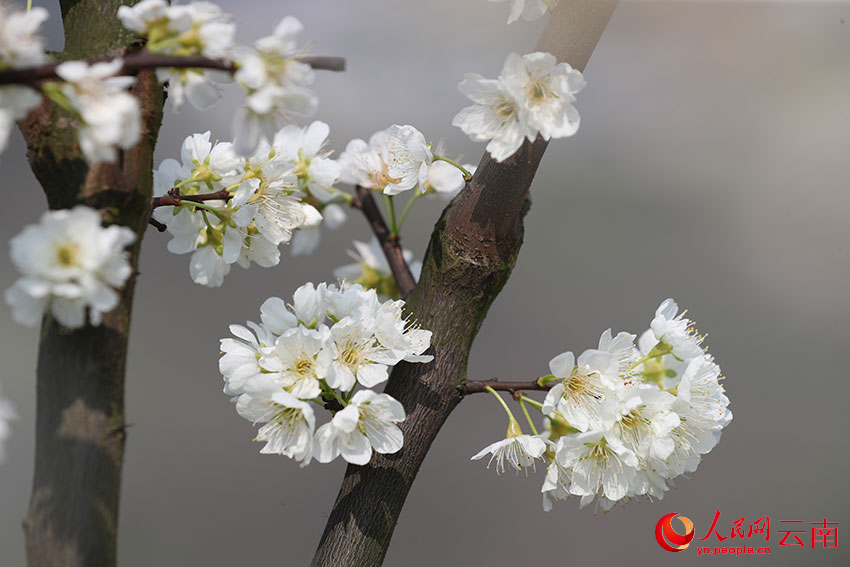 云南绥江李子花迎春开放。 张广玉摄
