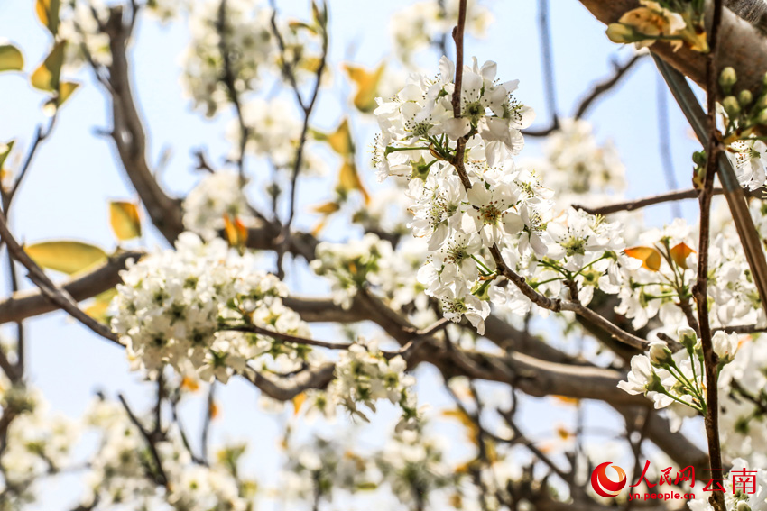 千亩梨花盛开,穿梭在梨花中,仿若进入仙境。