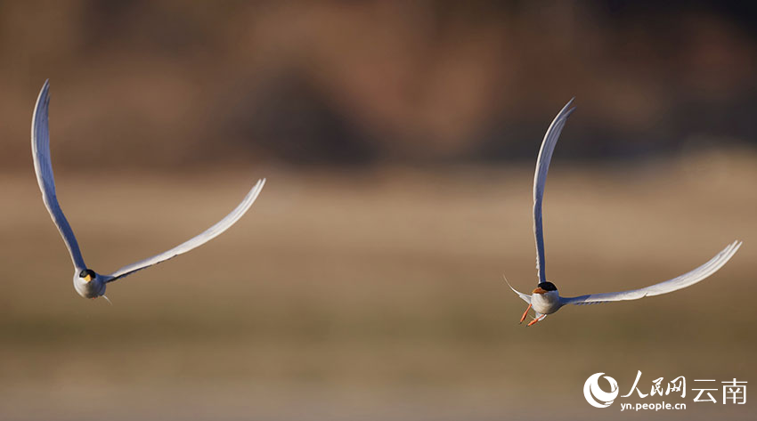 国家一级保护动物河燕鸥捕鱼瞬间超精彩