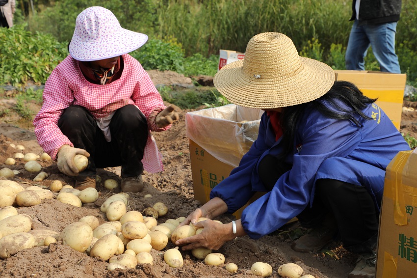 洋芋丰收了。景东县融媒体中心供图