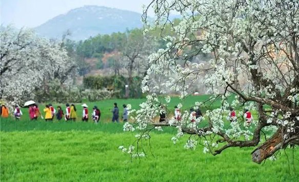 踏青、登山、赏花……沉浸在大理的春日盛景里