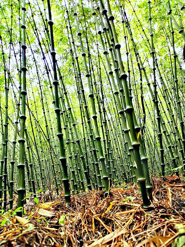 成熟的筇竹林。