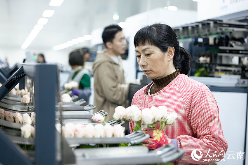 工人对玫瑰花进行分级。 人民网 蔡树菁摄