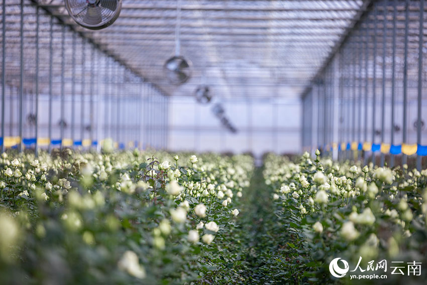 温室大棚里规模化种植的鲜花。 人民网 蔡树菁摄