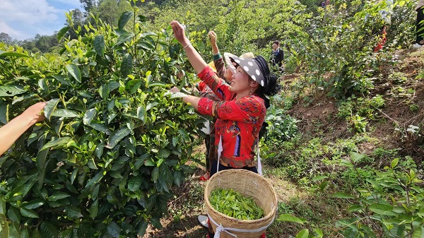村民们忙着采春茶。景东县融媒体中心供图