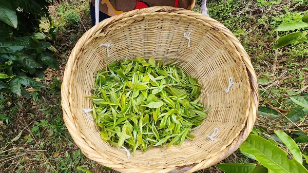 村民們採到的春茶。景東縣融媒體中心供圖