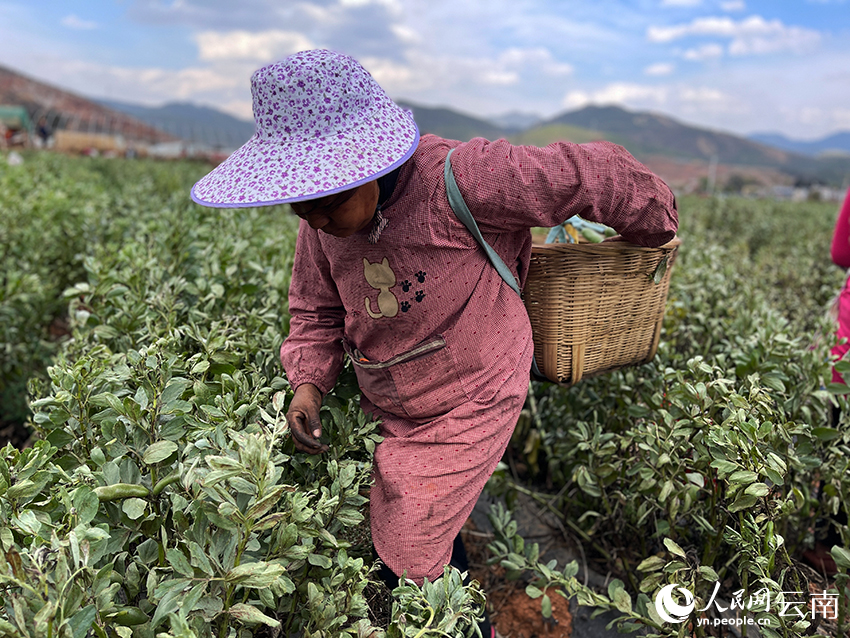 一名村民正忙着采摘蚕豆。人民网记者 程浩摄