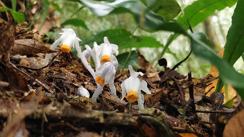 水晶蘭長在潮濕的針闊葉混合林間。老君山省級自然保護區管護分局供圖