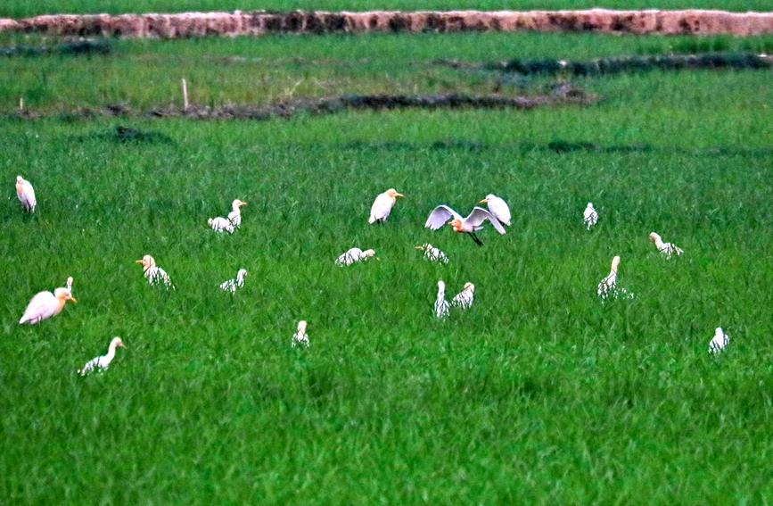 白鹭、牛背鹭在稻田间觅食。陈永刚摄