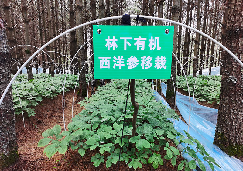祿勸克梯村林下有機西洋參種植基地