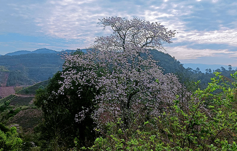 獨樹成春,花開成海。墨江縣融媒體中心供圖