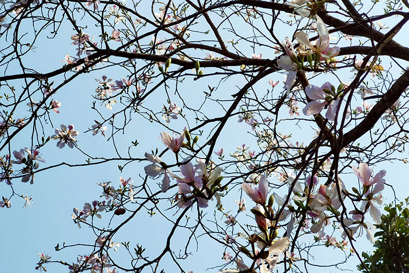 老白花開滿枝。墨江縣融媒體中心供圖