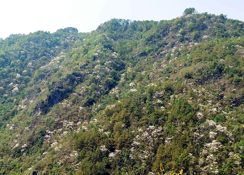 漫山白花開。墨江縣融媒體中心供圖