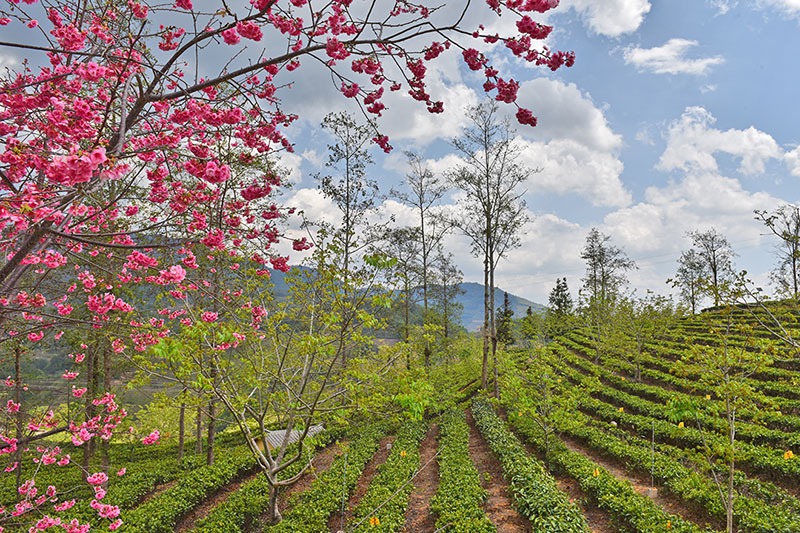 昌宁生态茶园全面开采。吴再忠摄