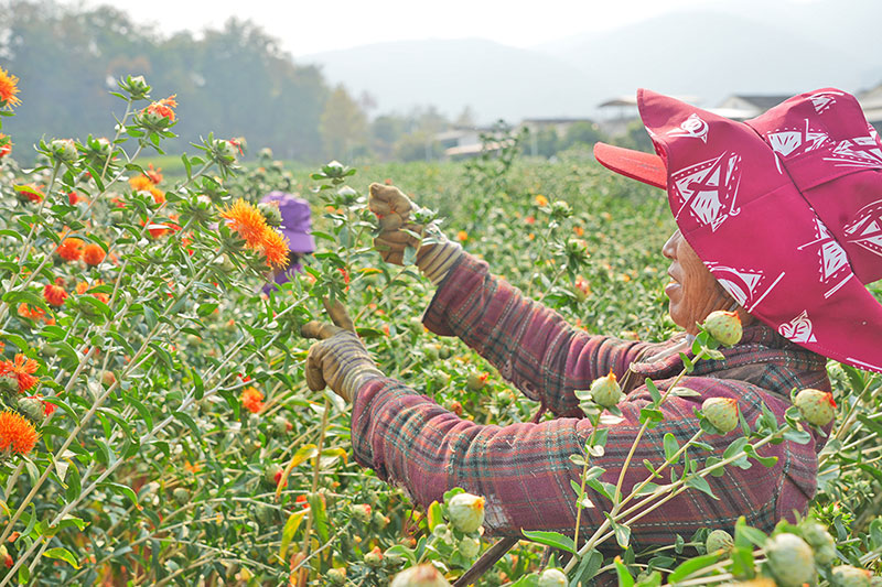 村民正在采收红花。肖丹红摄