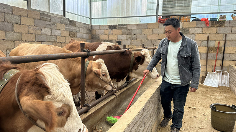杨陶伟清理牛厩。陈乐摄