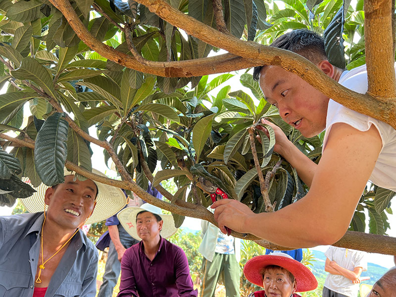 图三-王兴平在枇杷树间给村民们讲解枇杷种植技巧。受访者供图