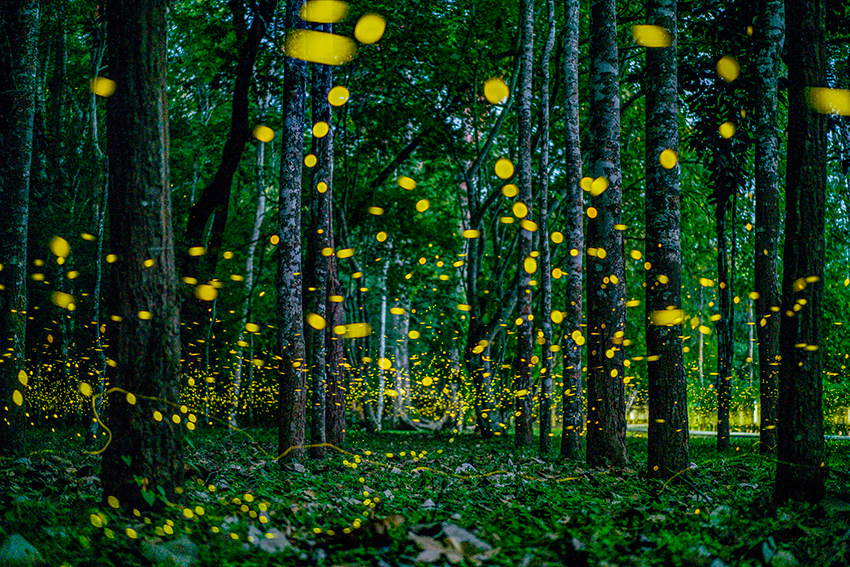 中國科學院西雙版納熱帶植物園裡的螢火虫日前進入觀賞期。張嬌嬌攝
