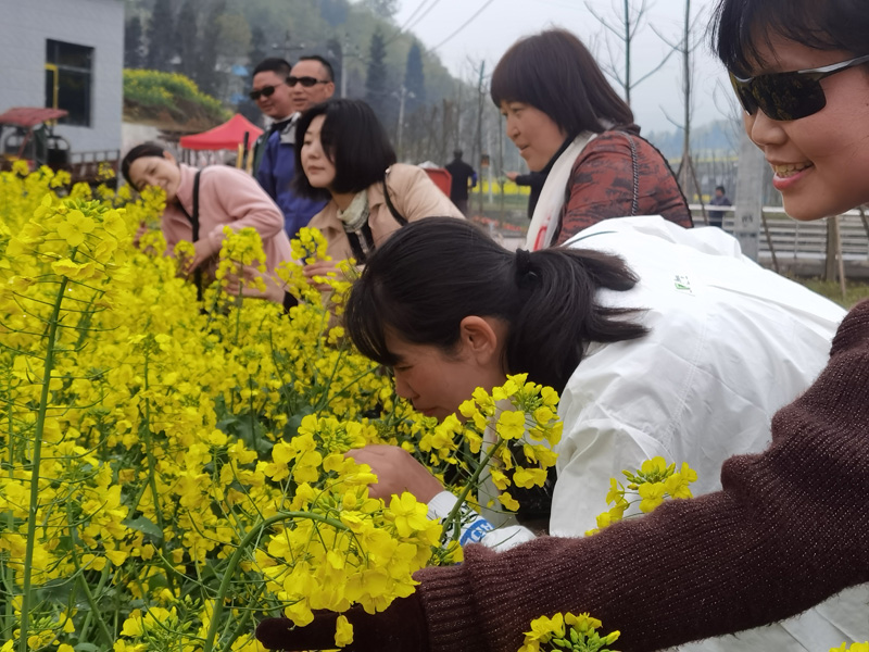 游客们徜徉在油菜花田