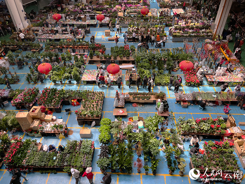 在斗南花市，各色鮮花綠植匯聚成“海洋”。人民網記者 程浩攝