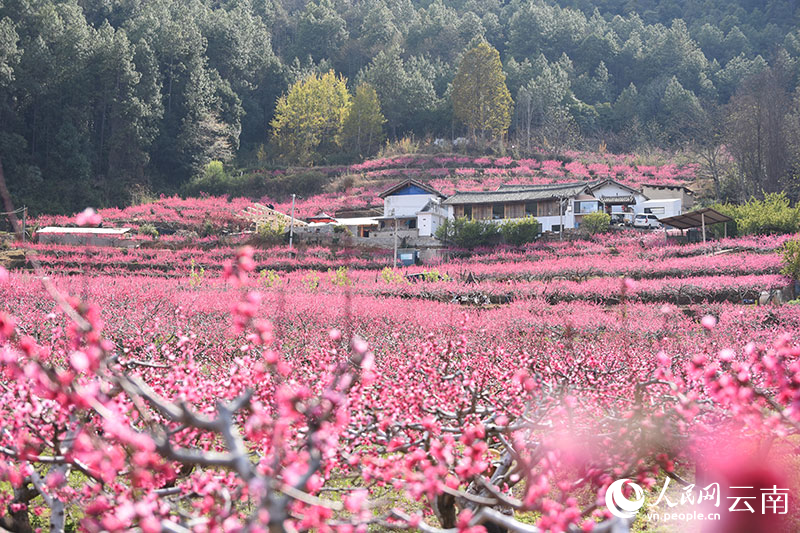 丽江市玉龙县石鼓镇检木科200多亩雪桃迎来了盛花期。赵庆祖摄