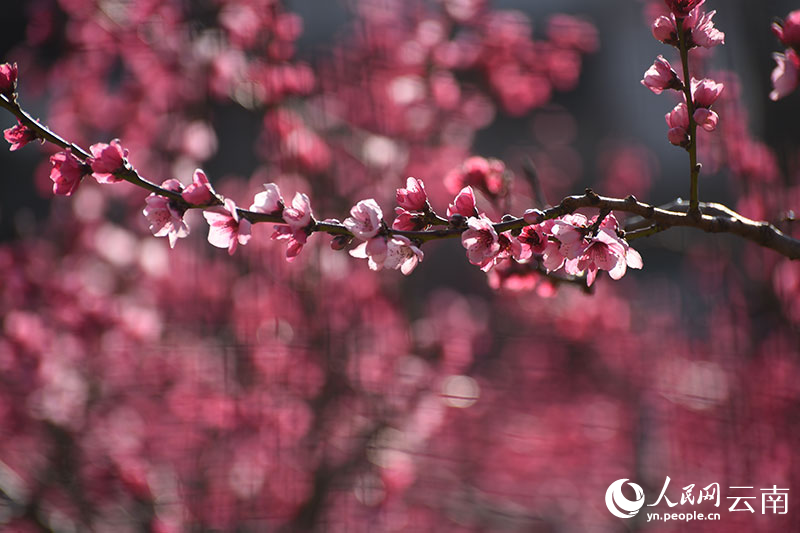 丽江市玉龙县石鼓镇检木科200多亩雪桃迎来了盛花期。赵庆祖摄