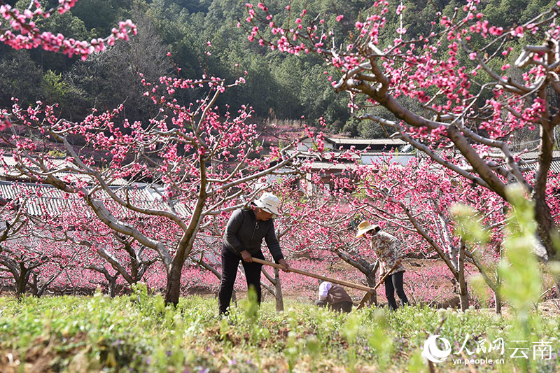 丽江市玉龙县石鼓镇检木科200多亩雪桃迎来了盛花期。赵庆祖摄