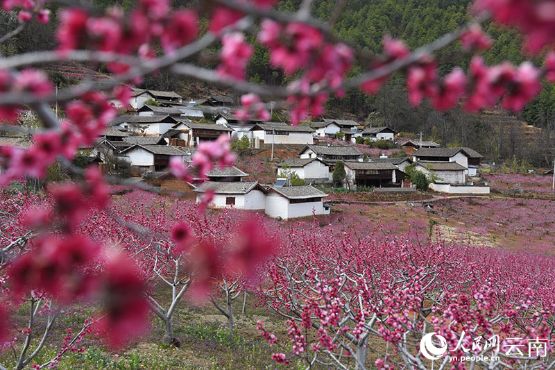 丽江市玉龙县石鼓镇检木科200多亩雪桃迎来了盛花期。赵庆祖摄