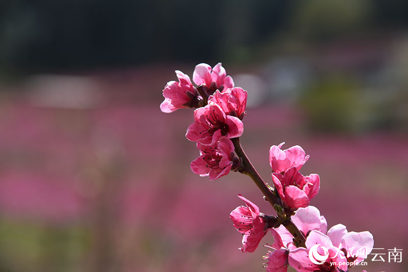 丽江市玉龙县石鼓镇检木科200多亩雪桃迎来了盛花期。赵庆祖摄
