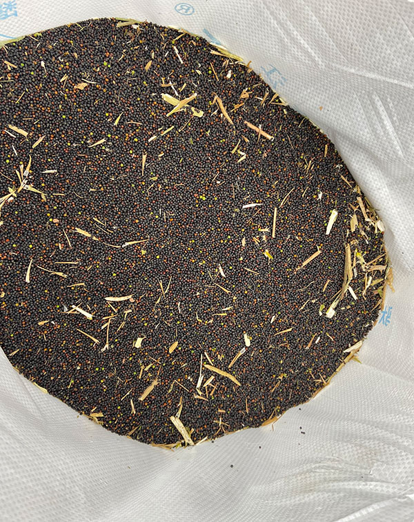 收割好的油菜籽。