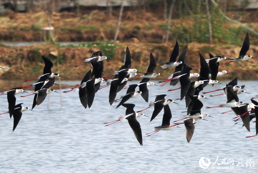 黑翅長腳鷸在空中翩翩起舞。趙萬波攝