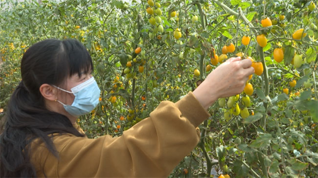 市民采摘小番茄。张伟凤摄