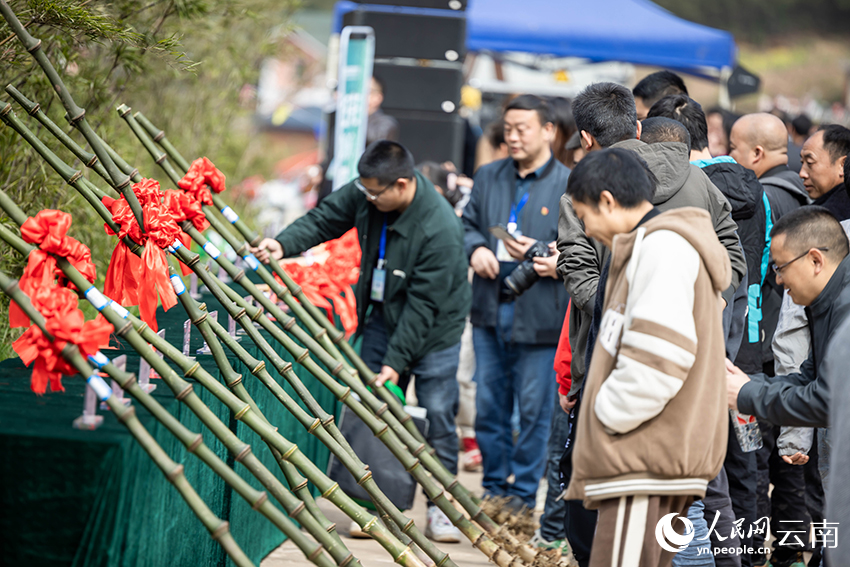 文化节期间评选出的“竹王”展示。人民网记者 程浩摄