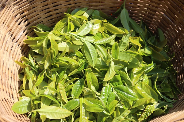 采摘到的春茶。镇沅县融媒体中心供图