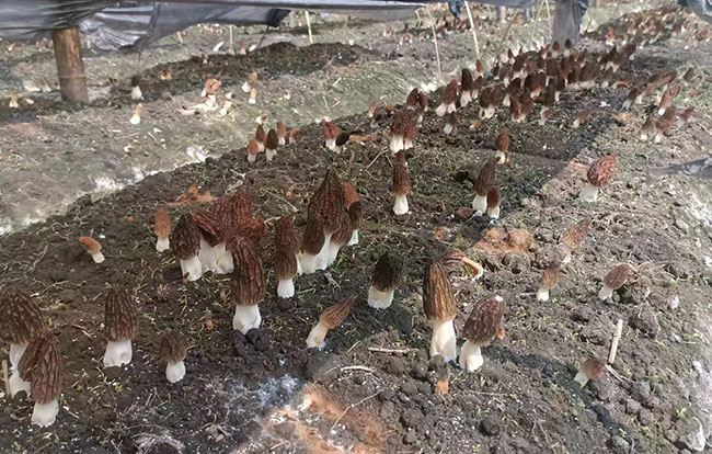 羊肚菌盛开在菌垄上。曲靖市烟草专卖局供图
