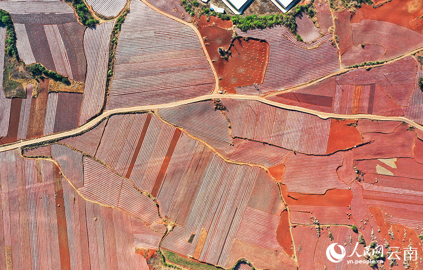 雲南省曲靖市沾益區花山街道遵化鋪村，被翻種的土地五彩斑斕。（4月5日攝）孫文來攝