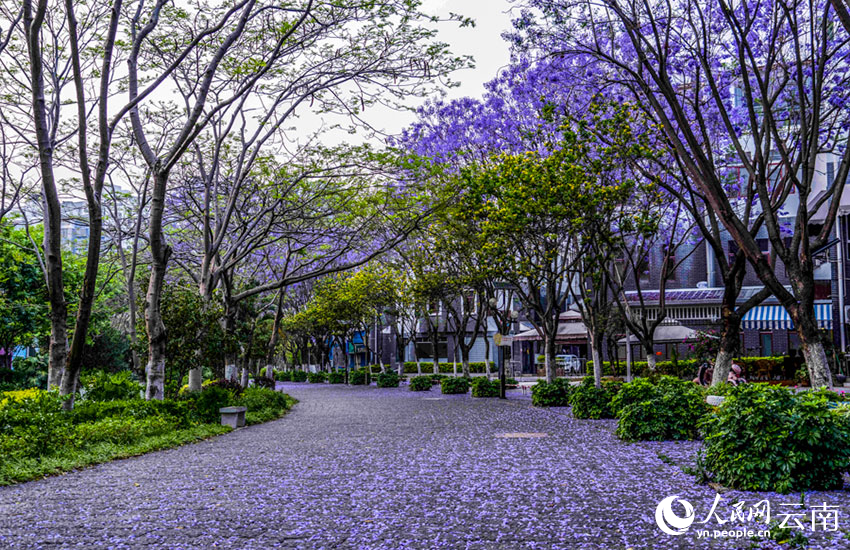 蓝花楹扮靓美丽城市。郑益摄