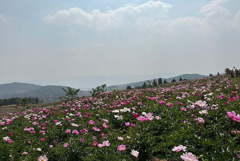 滇香国色植物园内百亩芍药、牡丹正值盛花期。李娟摄