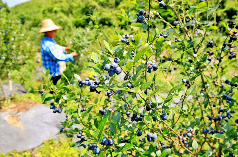農戶採摘藍莓  李自林攝