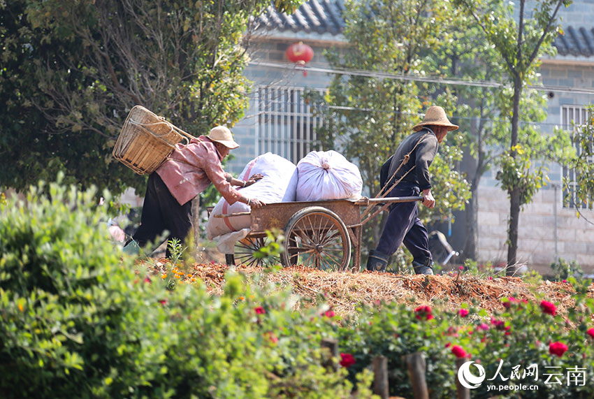 玫瑰花盛开，玫瑰花采摘工人上线。马方洁摄