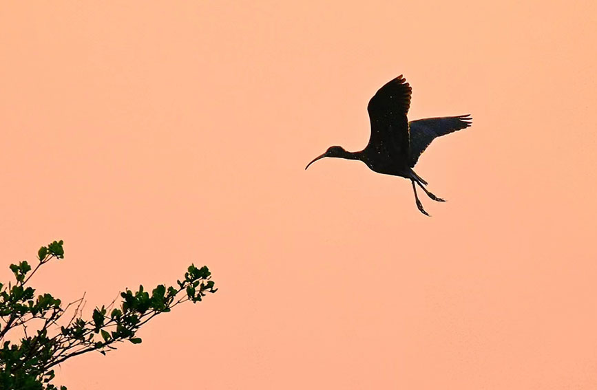 国家一级保护野生动物彩鹮现身开远。现身开远。陆忠摄