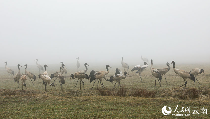 未北迁黑颈鹤食用护鹤员投放的食物。沈春燕摄