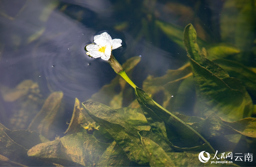 图为4月23日在滇池大泊口水域拍摄的海菜花。人民网 虎遵会摄