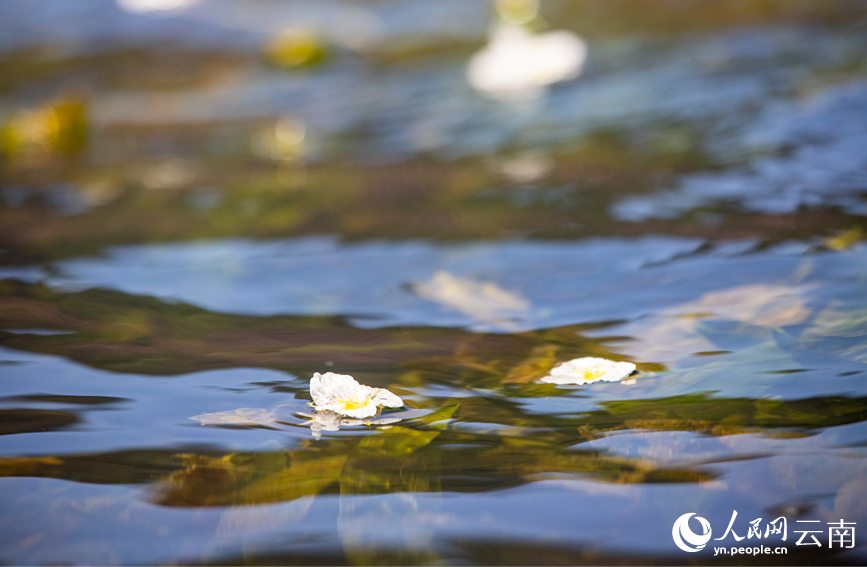图为4月23日在滇池大泊口水域拍摄的海菜花。人民网 虎遵会摄