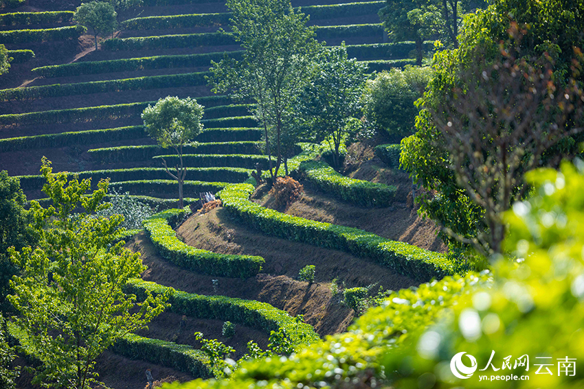 茶园飘香，风光美不胜收。人民网记者 程浩摄